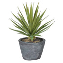 Green Potted Plant